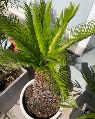 Cycas Revoluta 40 anni + vaso bianco design Deroma