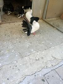 Animali colombi