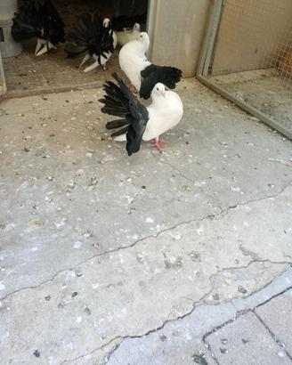 Animali colombi
