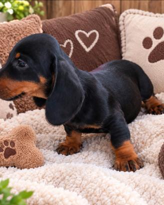 Bassotto maschio cucciolo con PEDIGREE ENCI