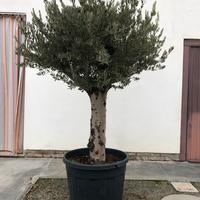 ulivo ornamentale spagnolo provenienza andalusia