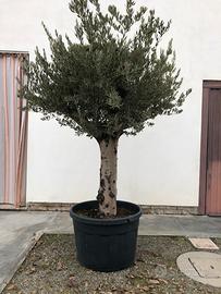 ulivo ornamentale spagnolo provenienza andalusia
