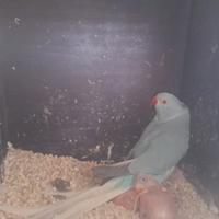 Parrocchetti dal Collare
