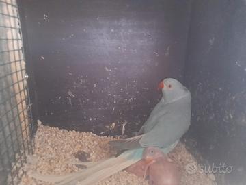 Parrocchetti dal Collare