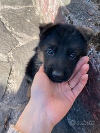 Krapfen, cucciolo pastore tedesco dolcissimo