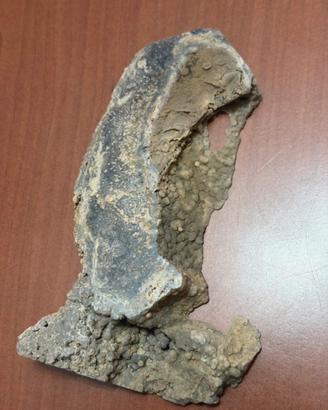 Fetta di corallo fossile silificato
