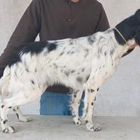 Setter inglese cucciolone
