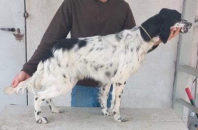 Setter inglese cucciolone