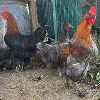 Galli Marans Blu