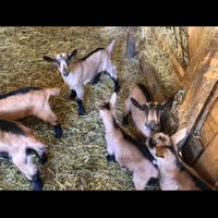 Capretti camosciata delle alpi