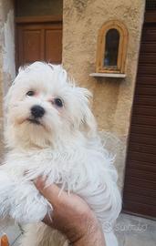 Cuccioli di maltese toy