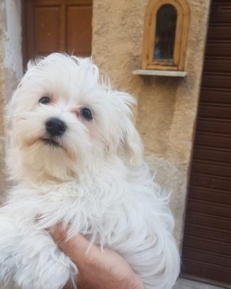 Cuccioli di maltese toy