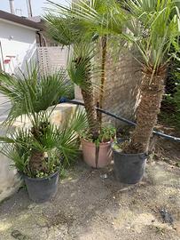 palme nane varietà Chamaerops humilis