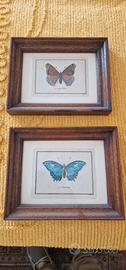 Quadro vintage Farfalla 