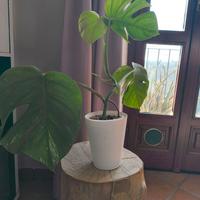 monstera albo variegata 