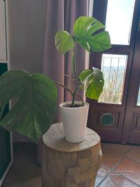monstera albo variegata 