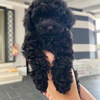 Cucciolo di barboncino mini toy