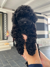 Cucciolo di barboncino mini toy