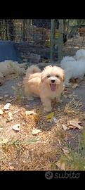 Maltipoo cuccioli