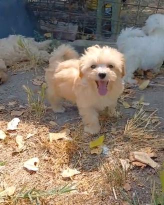 Maltipoo cuccioli