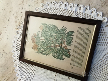 Incisione originale del 500