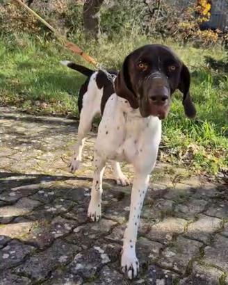 Cucciola taglia media