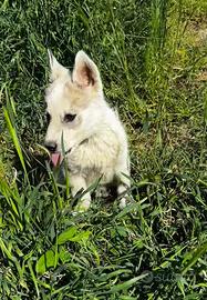 Cucciolo di Siberian Husky