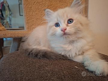 Gattino Siberiano Neva Masquerade con Pedigree
