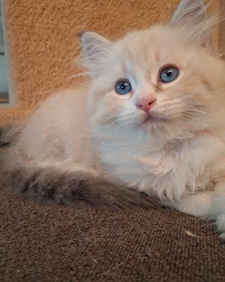 Gattino Siberiano Neva Masquerade con Pedigree