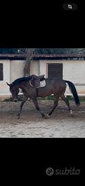Cavallo