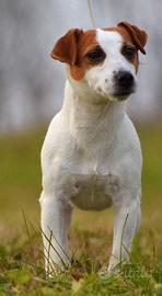 Jack Russell cuccioli 