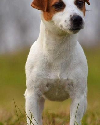Jack Russell cuccioli 