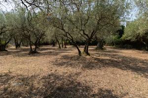 Terreno - Monte Compatri