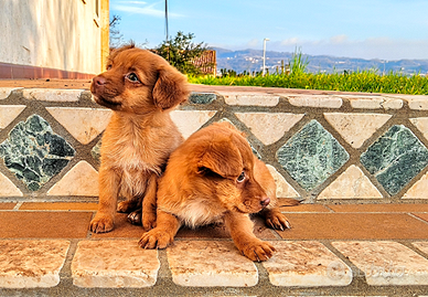 Meticci piccolissima taglia