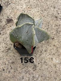 Cactus - Astrophytum myriostigma