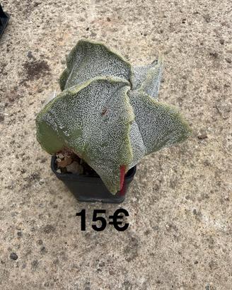 Cactus - Astrophytum myriostigma