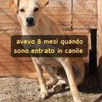 LOC 2 ANNI 12 KG circa Taglia piccola