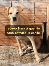 LOC 2 ANNI 12 KG circa Taglia piccola