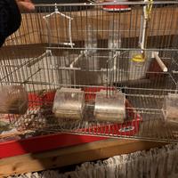 Gabbia anche per riproduzione