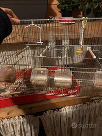 Gabbia anche per riproduzione