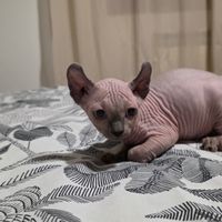 Sphynx femmina