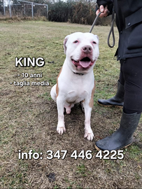 King: taglia media buono e affettuoso