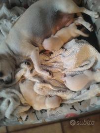 Cagnolini