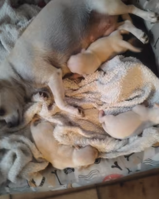 Cagnolini