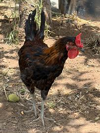 Gallo cornuto di Caltanissetta