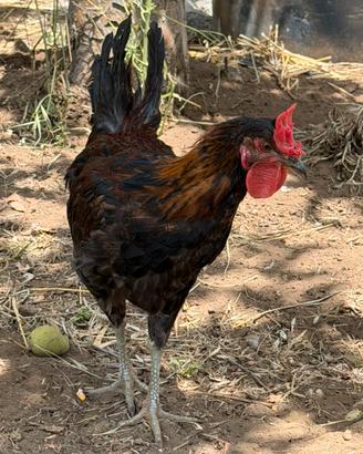 Gallo cornuto di Caltanissetta