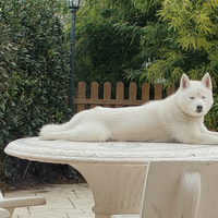 Siberian Husky per monta
