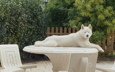 Siberian Husky per monta