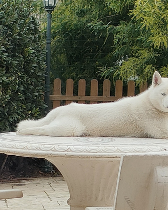 Siberian Husky per monta