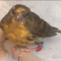 Verzellino maschio 2024 nato in gabbia